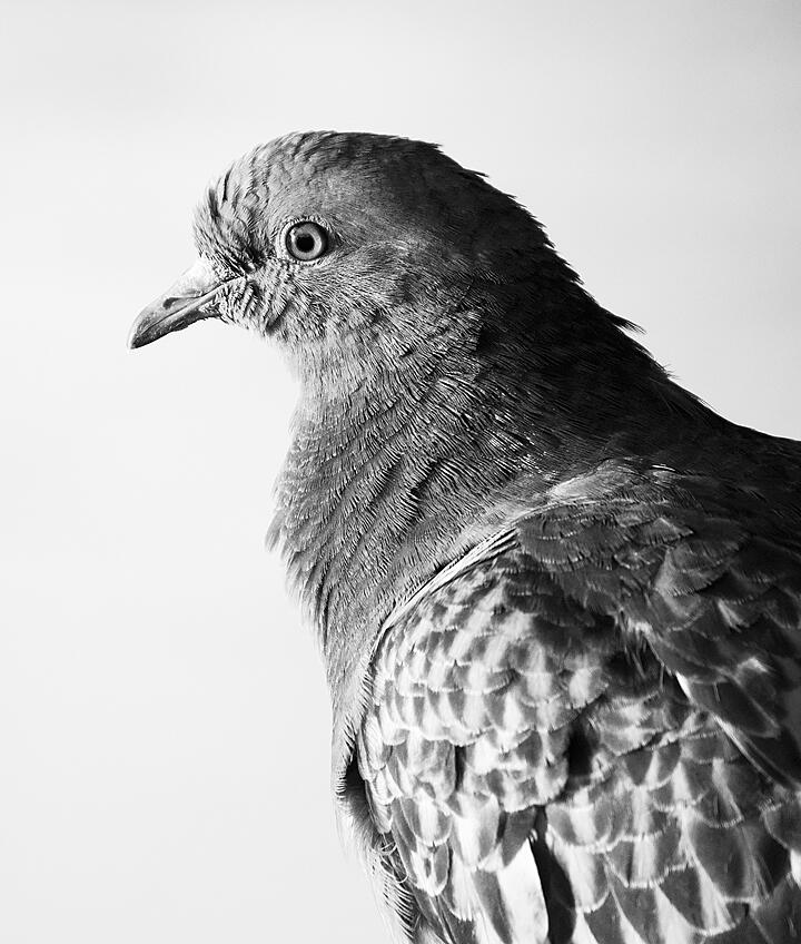 A juvelile pigeon